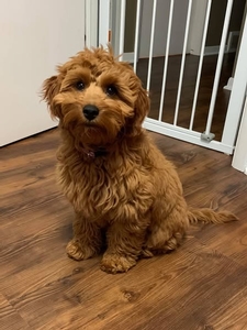 Ivy F1B Mini Goldendoodle of Indie & Rex